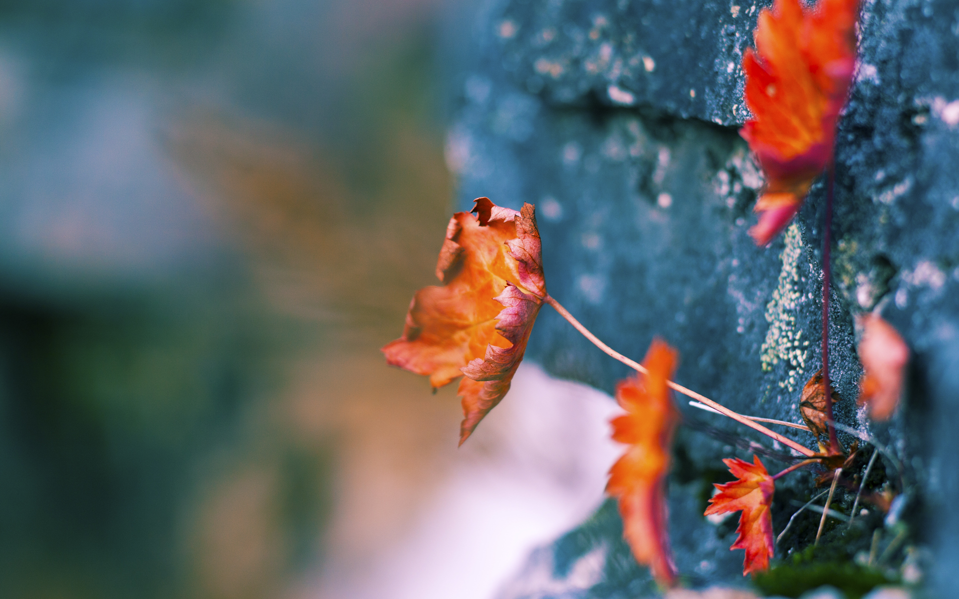 爱游戏体育平台-“宽板滑水:水面上的舞蹈,东三叉湖马鞍山赛场上演”