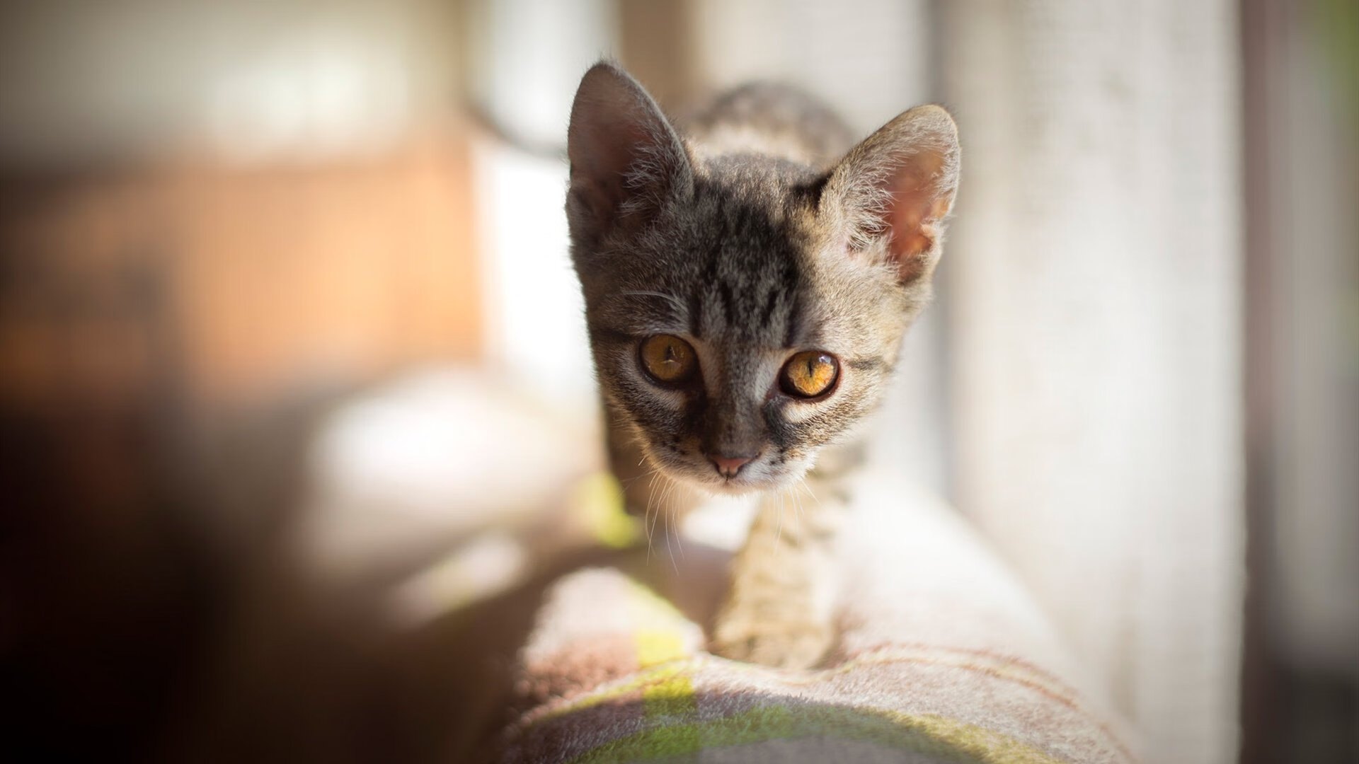 AYX官网-英超冠军争夺:每一场都是王者的碰撞,英超冠军2020-2021